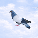 Pigeon