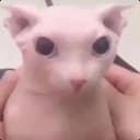 BINGUS