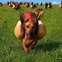 hotdogs