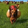 hotdogs