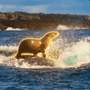 Seal