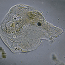Canimorph