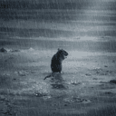 RAT