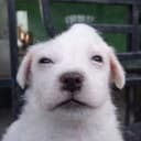deg