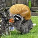 Trumpothy