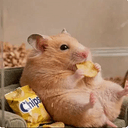 Hamster