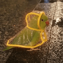 PARROT