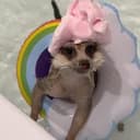 TIMON