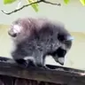 BABYJIM