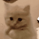 dancecat