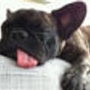 BLEPDOG