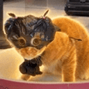 Bagcat
