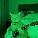 banjo cat