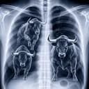 BULL