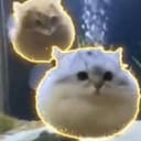 catfish