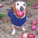 AAPLDOG