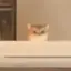FOMO