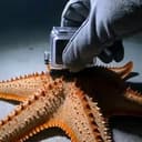 Starfish