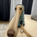 doooog