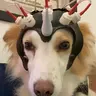 LAIKA