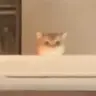 FOMO