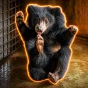 Luna Bear