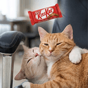 kisskat