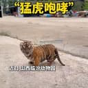 TIGERCUB