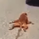 Choloma