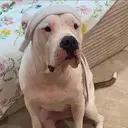PAWFU