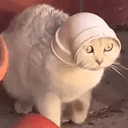 pipecat