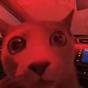 dumpcat