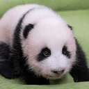 AI BAO