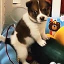 兜福