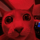 RED CAT