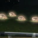 Raccoons