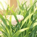 猫草