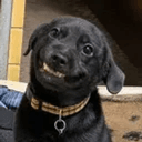 smiledog
