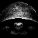 TORTOISE