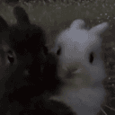 nobunnyelse