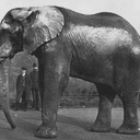 JUMBO