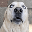 Rufus