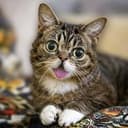 BUB