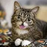 BUB