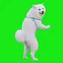 Samoyed