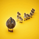ducklings