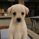 Benny