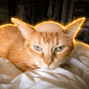 jewcat