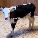 moothew