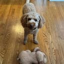 puppie